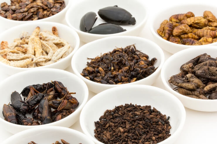 【気になる食材】昆虫食ってなに？美味しいの？