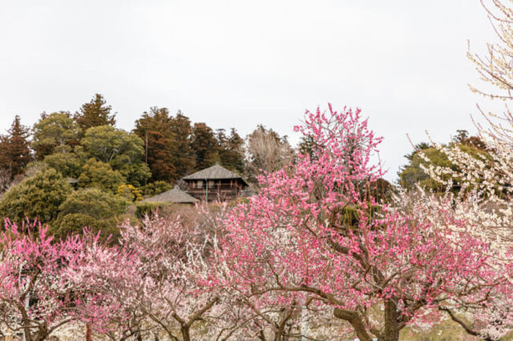 茨城県で飲食店を開業する方法やメリット・デメリットを解説!